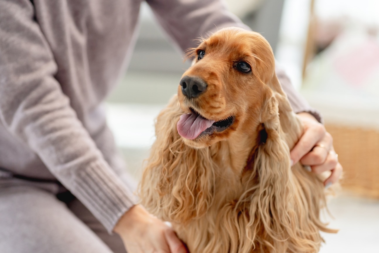 A beige English Cocker Spaniel being pet