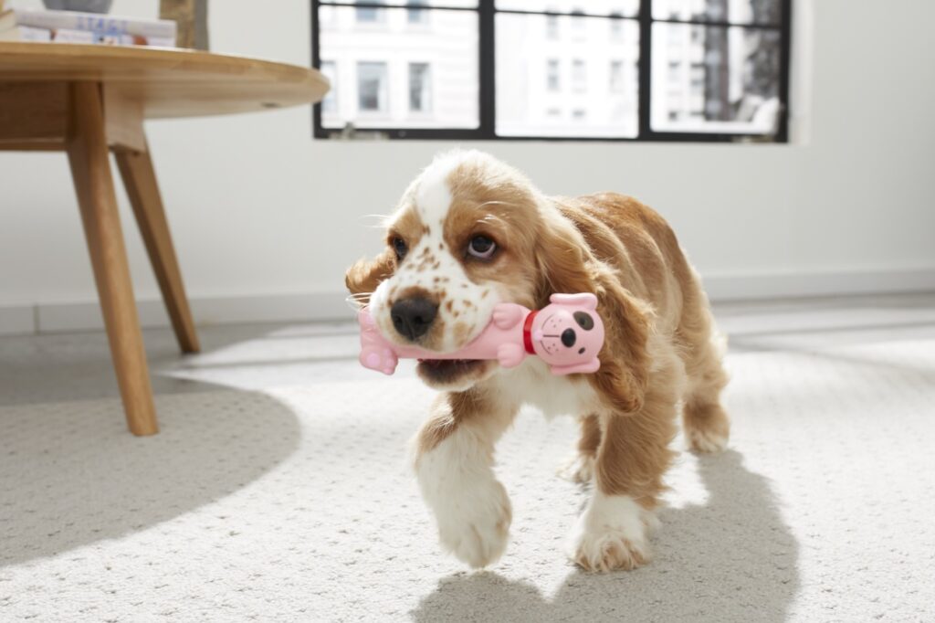 A Cocker Spaniel puppy carrying a pink toy