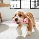 American Cocker Spaniel vs. English Cocker Spaniel