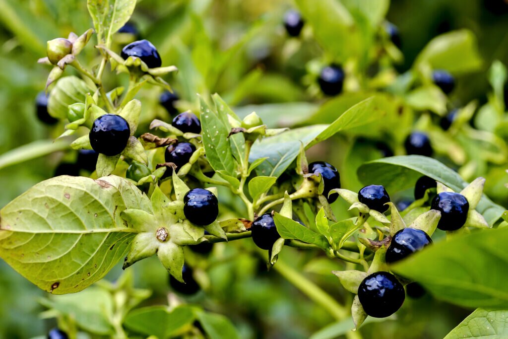 close up of nightshade plant