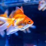 What Size Goldfish Tank Do I Need?