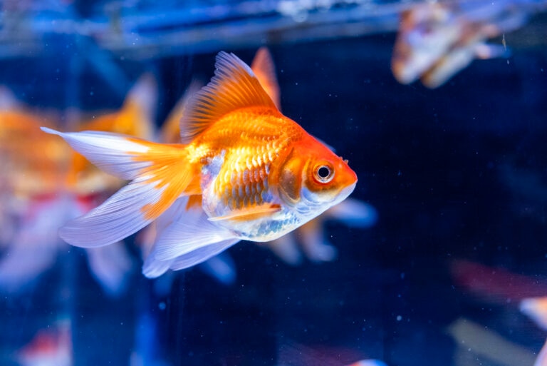 single goldfish swimming in a tank