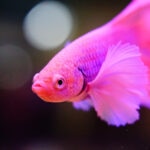 What Size Betta Tank Do I Need? A Complete Betta Fish Tank Size Guide
