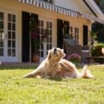 Does My Dog Need Year-Round Flea and Tick Prevention?