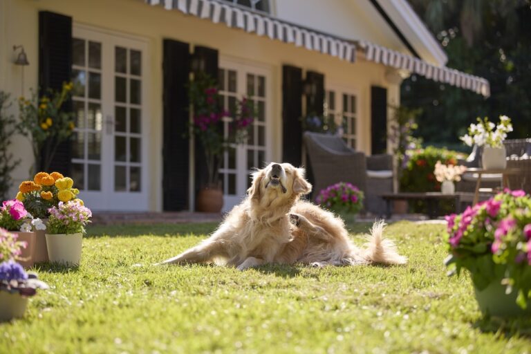 A Golden Retriever lying in grass and scratching. Learn if your dog needs year-round flea and tick prevention.