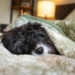 Parvo in Dogs: Causes, Treatment, and Prevention