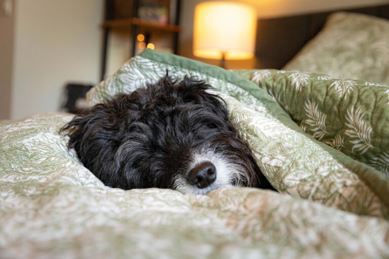 A black and white doodle lies in his pet parent’s bed under a green quilt.