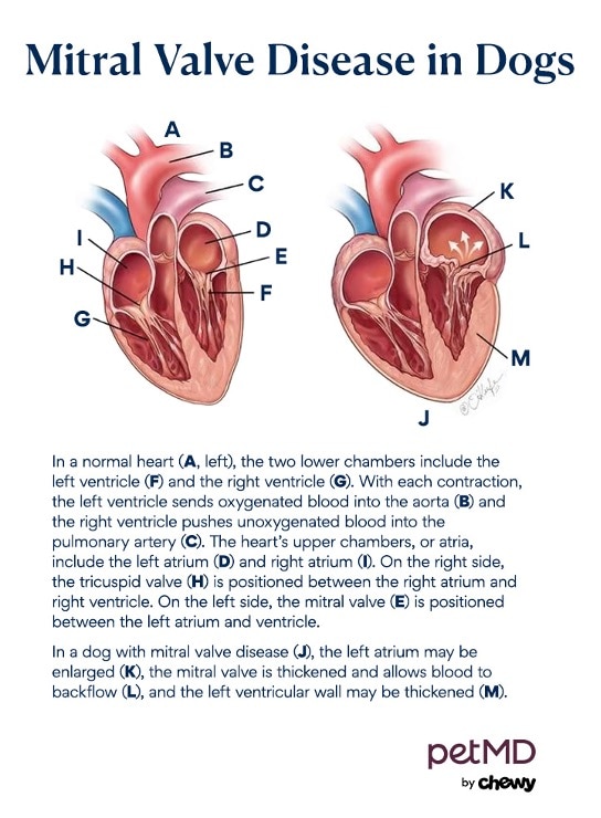 illustration of heart showing mitral valve disease in dogs