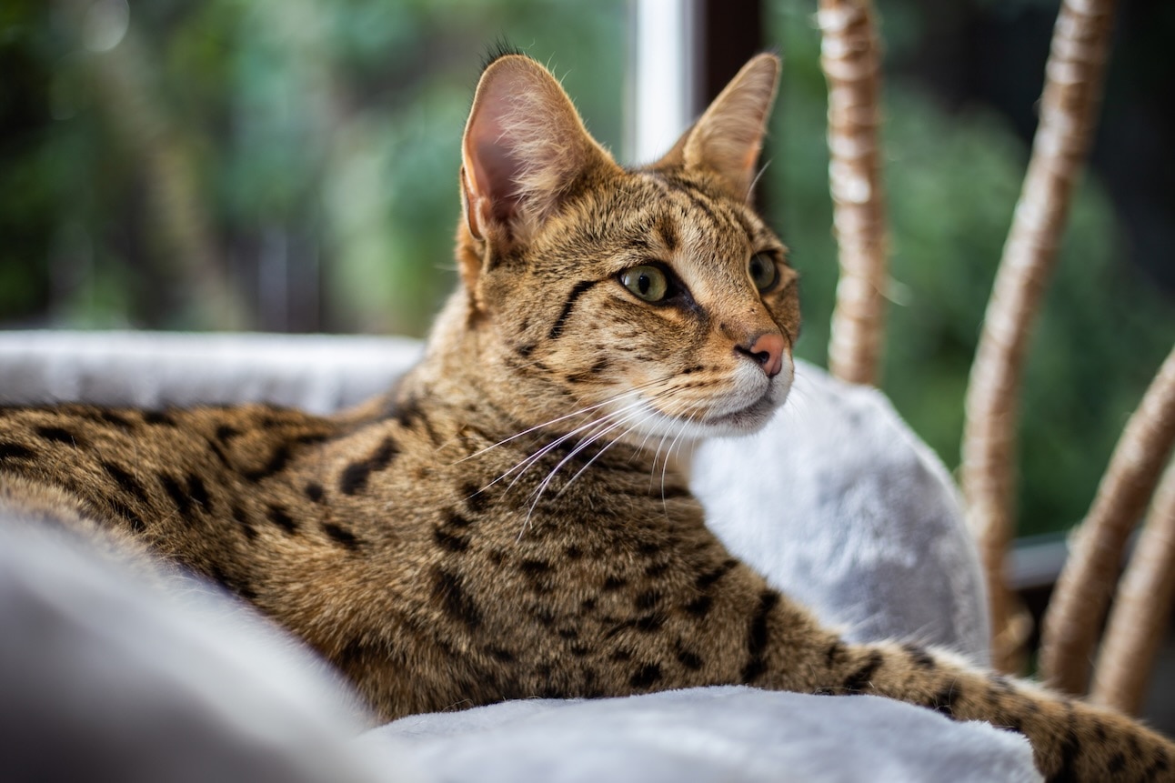 A spotted Savannah cat lying down