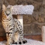A spotted Savannah cat sitting in front of a small cat tree