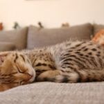 A Savannah kitten curled up and sleeping on a couch