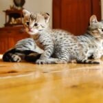 A young Savannah kitten sitting in front of her mother, who is lying in the background