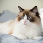 A fluffy Ragdoll cat lying on a bed
