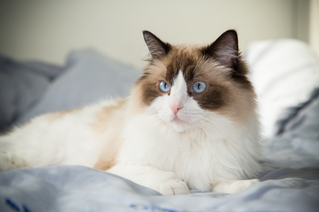 A fluffy Ragdoll cat lying on a bed