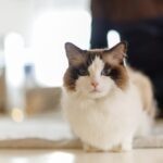 Ragdoll cat loafing on the ground