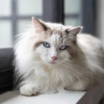 A Ragdoll loafing on a window sill
