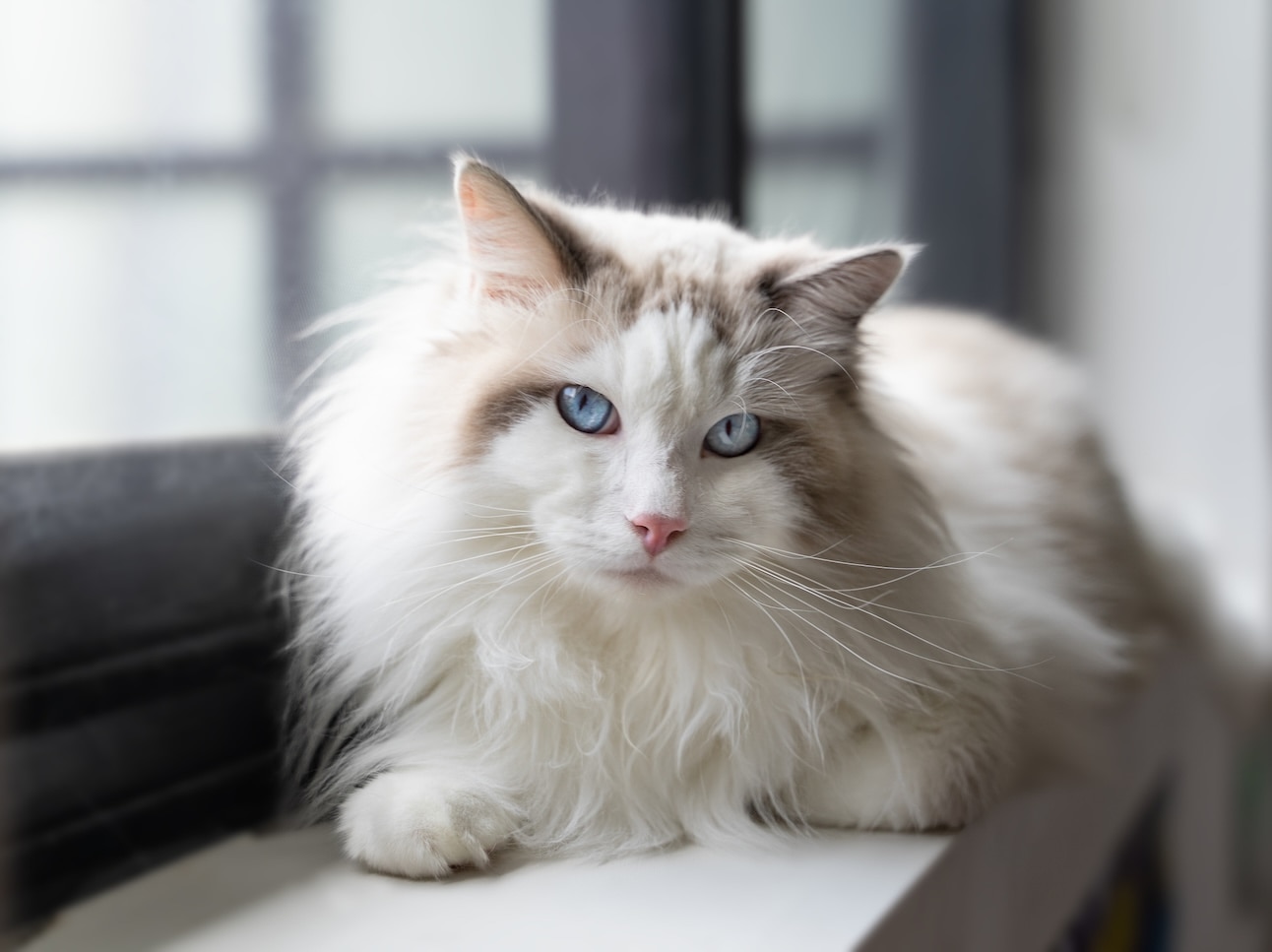 Fluffy Ragdoll cat sitting on a windowsill