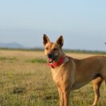 A Carolina Dog standing in a field