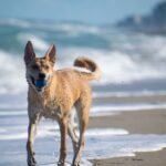 Carolina dog walking across the beach with a ball in his mouth