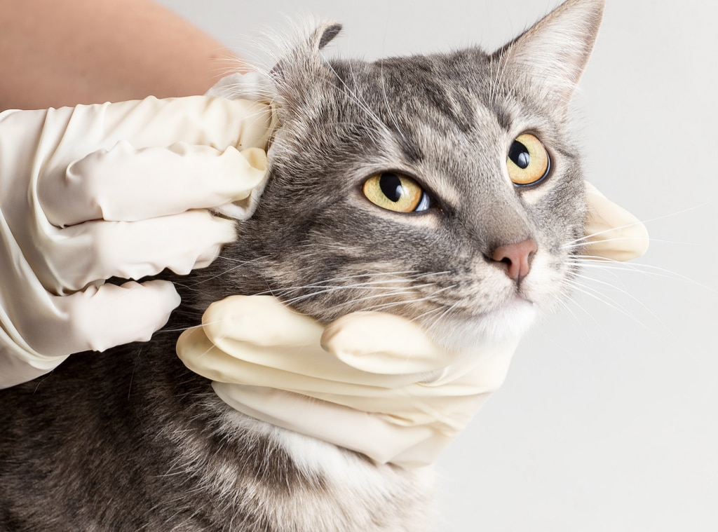 cat ear infection; a veterinarian cleans and examines a cat’s ear.