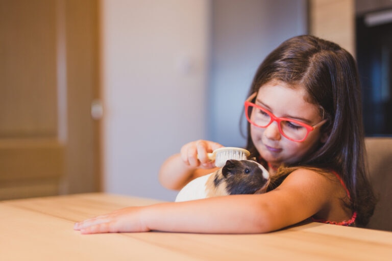 guinea pig grooming; a little girl grooms her guinea pig.