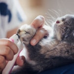 A Pet Parent’s Guide to Rabbit Grooming
