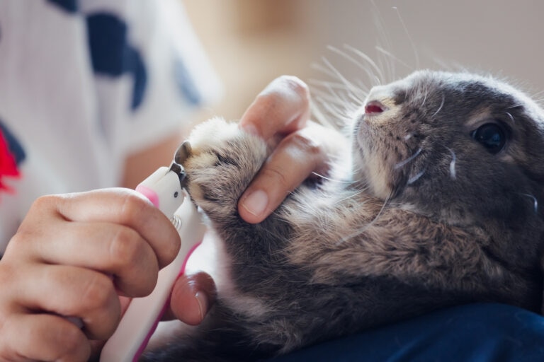 rabbit grooming; a pet parent grooms their rabbit’s nails.