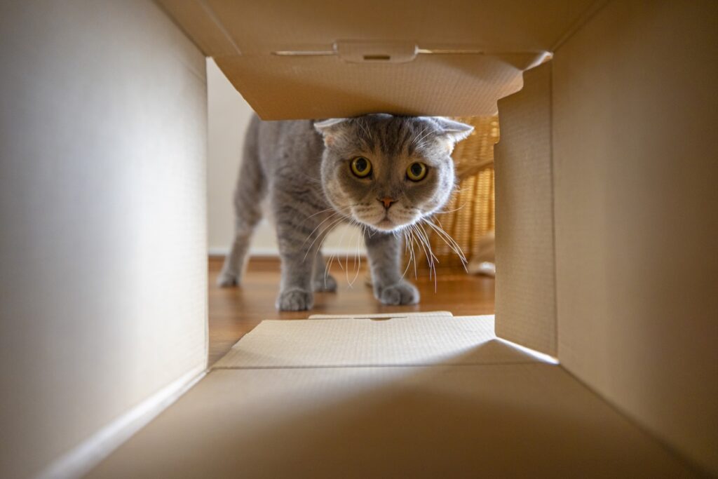 A gray tabby cat peering into a cardboard box. Get tips for moving with cats here.