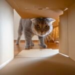 The Complete Guide to Moving With Cats
