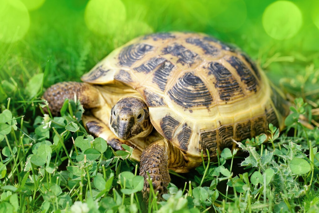 russian tortoise walking through grass