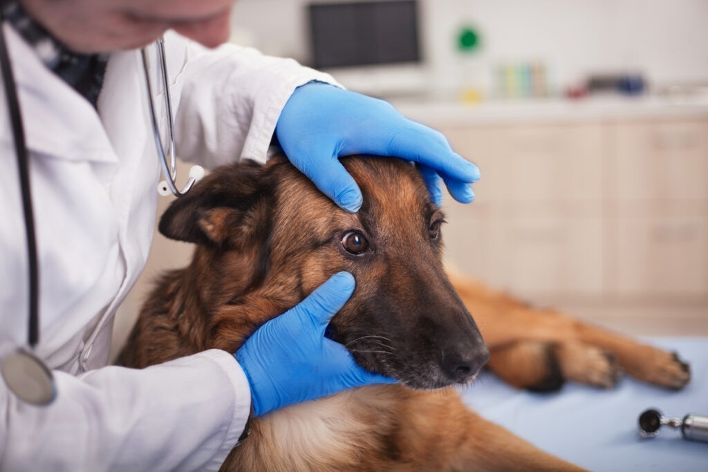 blastomycosis in dogs; a vet examines a German Shepherd’s eye at a veterinary office.