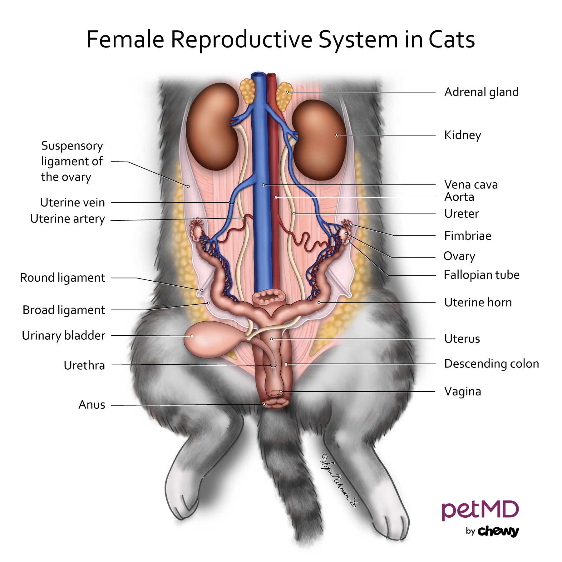 female cat reproductive anatomy; a cat's reproductive anatomy.