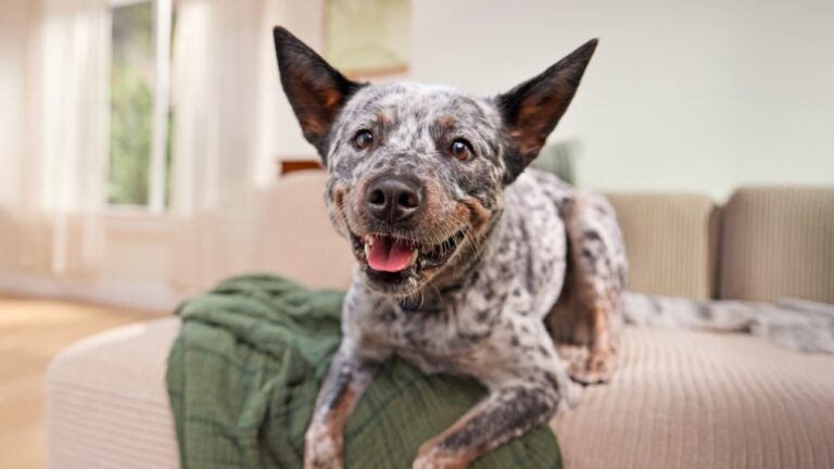 An Australian Cattle Dog smiling and lying on a couch. Learn about dog behavior modification training.