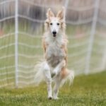 A white and cream Silken Windhound runs in front of a soccer goal net