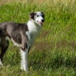 Black and white Silken Windhound standing in tall grass