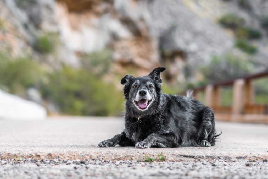 happy black senior dog laying outside.