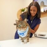 Does My Cat Need Year-Round Flea and Tick Prevention?