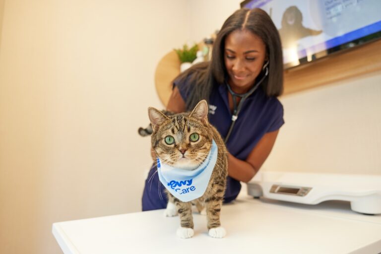 A veterinarian exam on a tabby cat