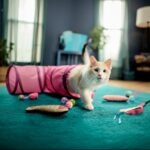 How Long Is a Cat’s Attention Span?