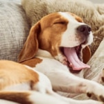Melatonin for Dogs: Can Dogs Take Melatonin?