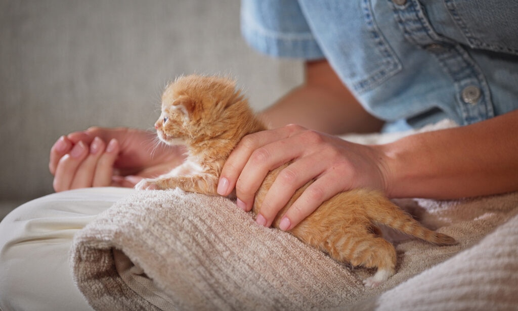A teeny orange kitten sits on a beige blanket on his pet parent’s lap, facing away from the camera.