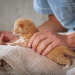 What Is Fading Kitten Syndrome?