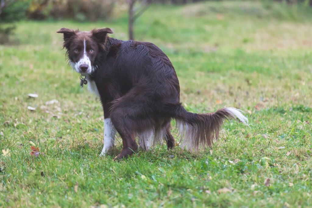 dog squatting to poop in backyard.