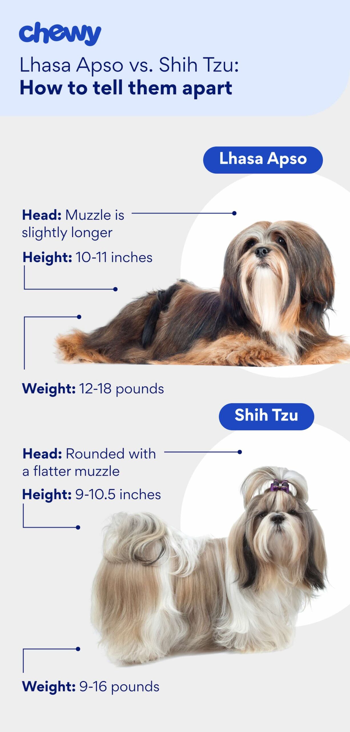 A graphic showing the physical differences between lhasa apso and shih tzu dogs