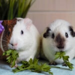 What Vegetables Can Guinea Pigs Eat?