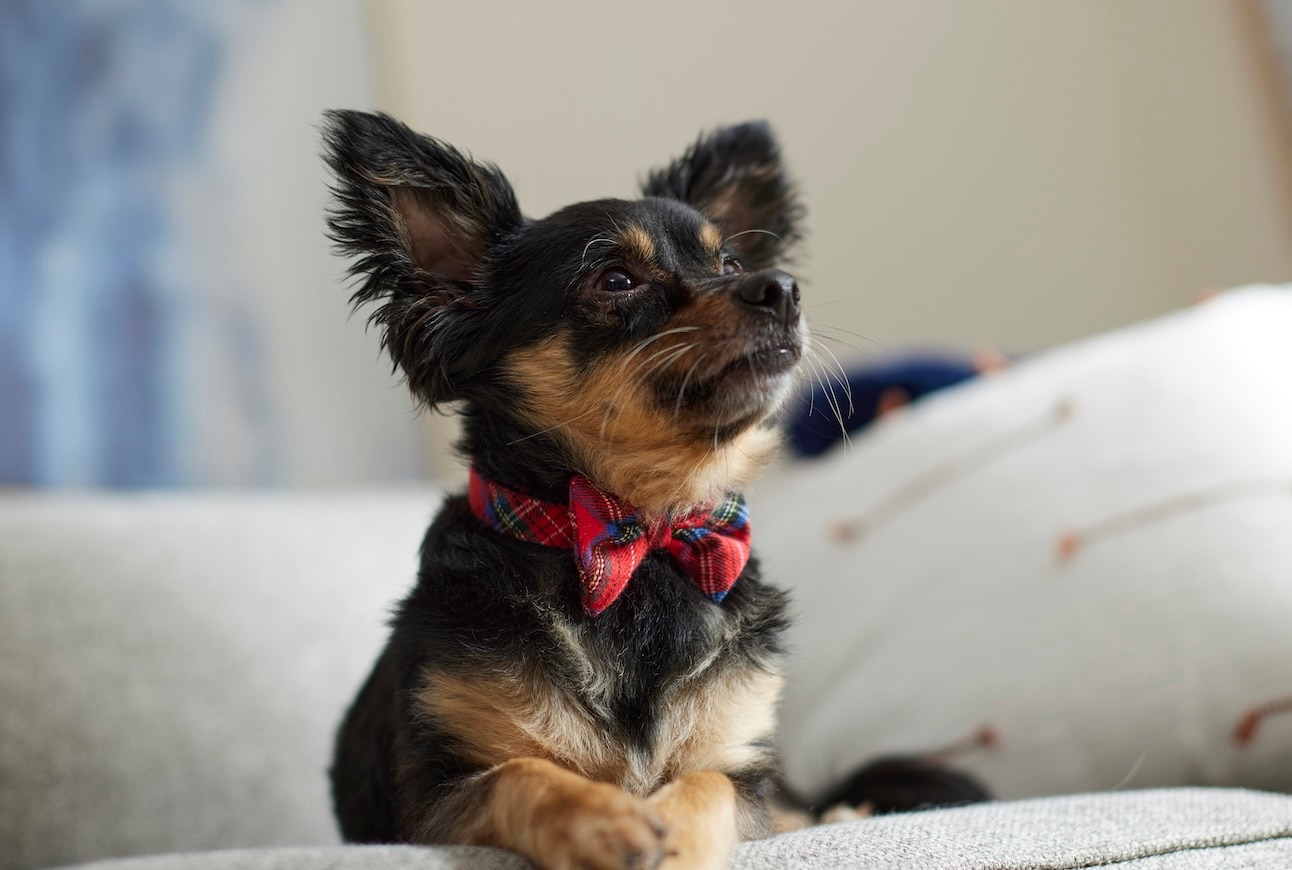 A black and tan Chihuahua, one of the longest-living dogs, wearing a bowtie