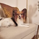 18 of the Longest-Living Dog Breeds