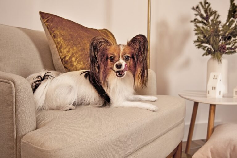 A Papillon, one of the longest-living dogs, lying on a couch