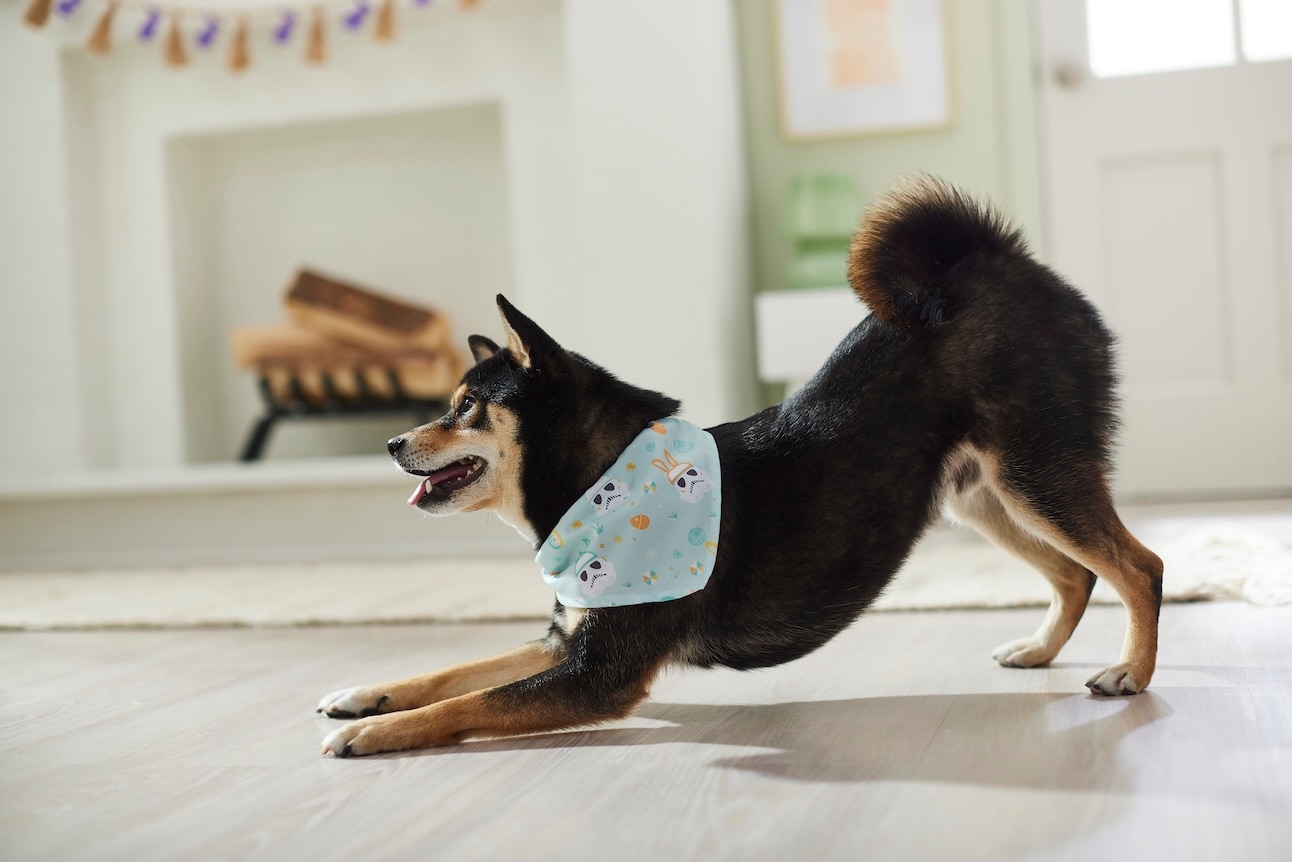 A black and tan Shiba Inu, one of the longest-living dogs, play bows while wearing a Star Wars bandana