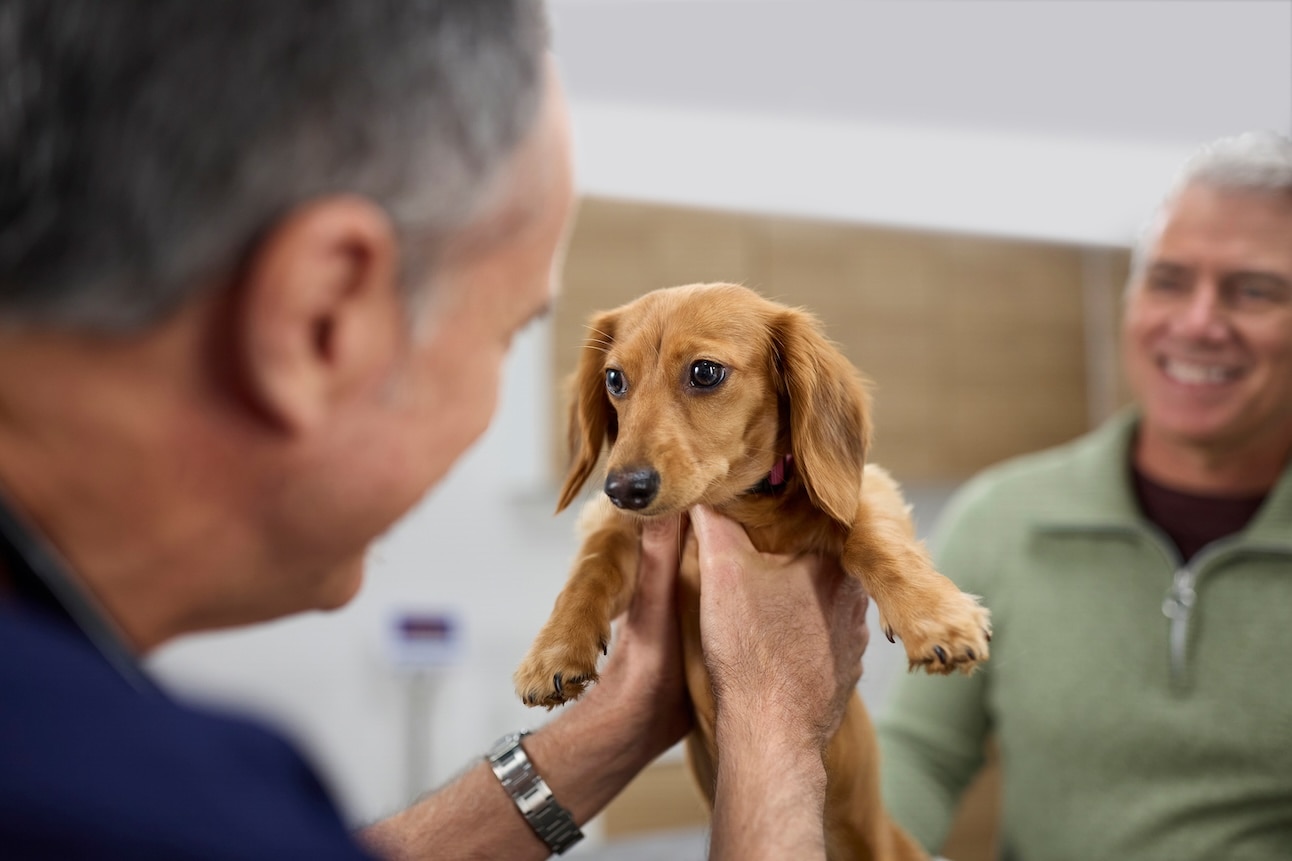 A Dachshund, one of the longest-living dogs, at the vet